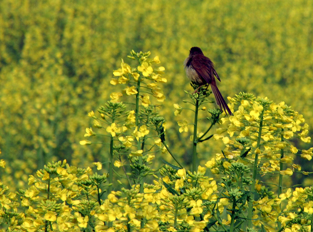 油菜花 摄影 linshouwen