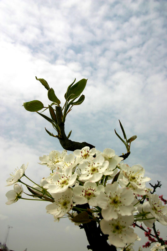 梨花 摄影 明月风清