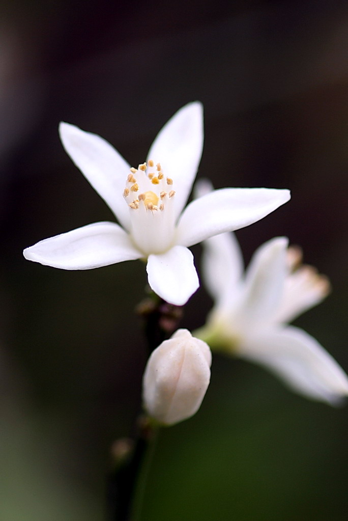 橘子花 摄影 黄大为