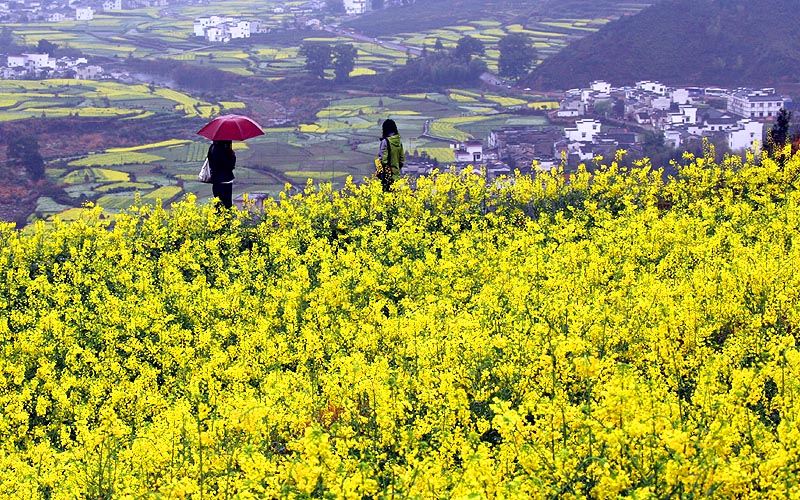 又到婺源花黄时 摄影 我的文文