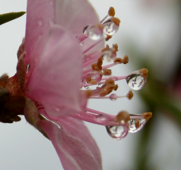 花蕊上的雨水 摄影 如诗入画