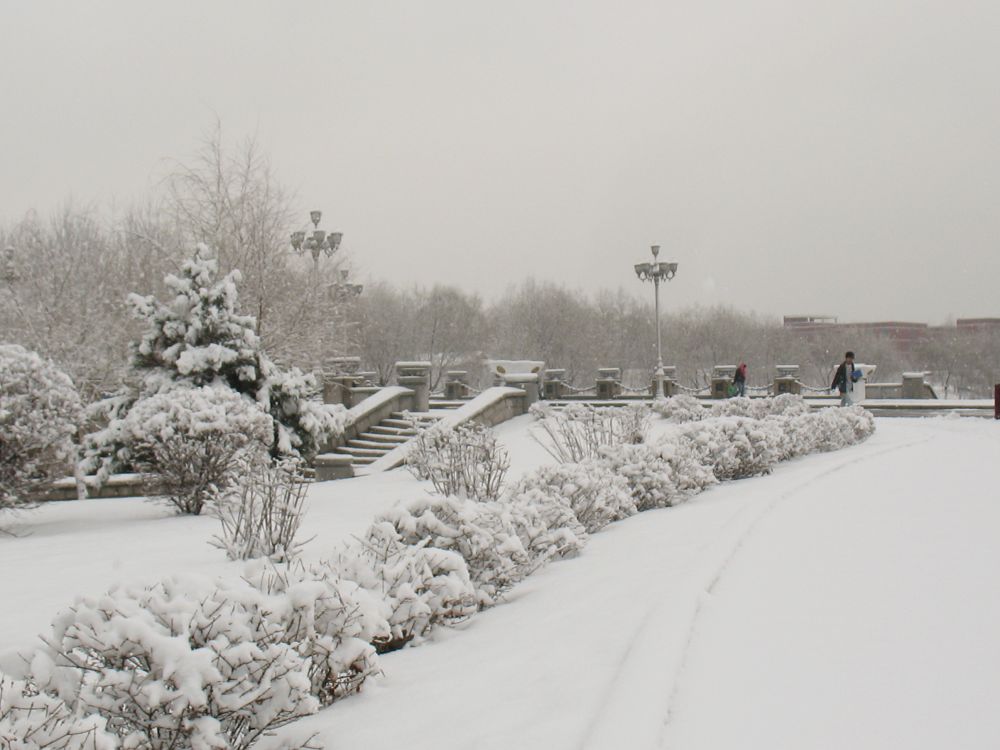 【早春的雪】 摄影 林小慧