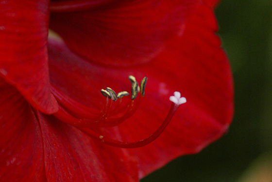 花蕾 摄影 datian