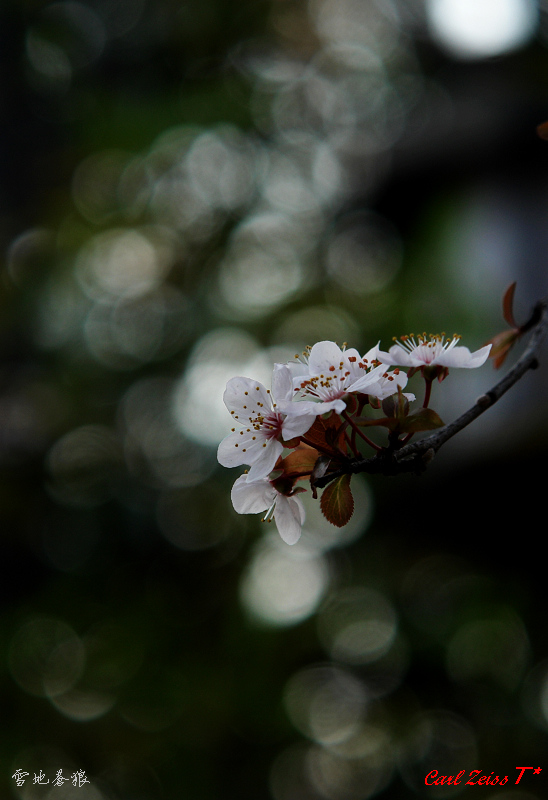 春花 摄影 雪地苍狼