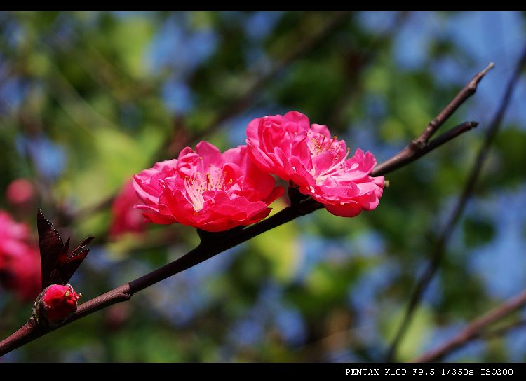 桃花 摄影 品感