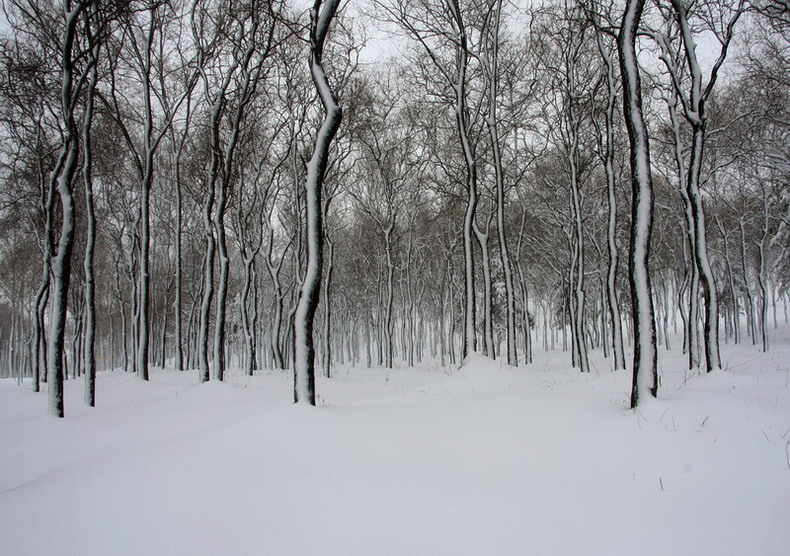 林海雪原 摄影 龙江雪