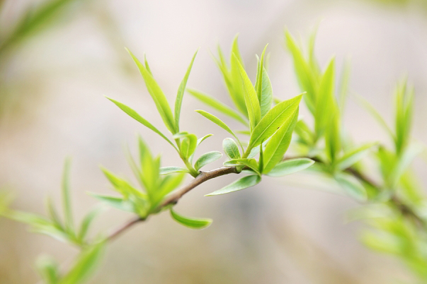 春芽2 摄影 一九五三