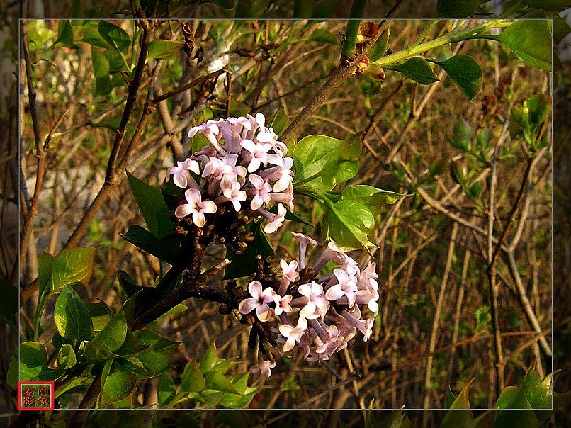 2008第一支丁香花 摄影 麦芒雨