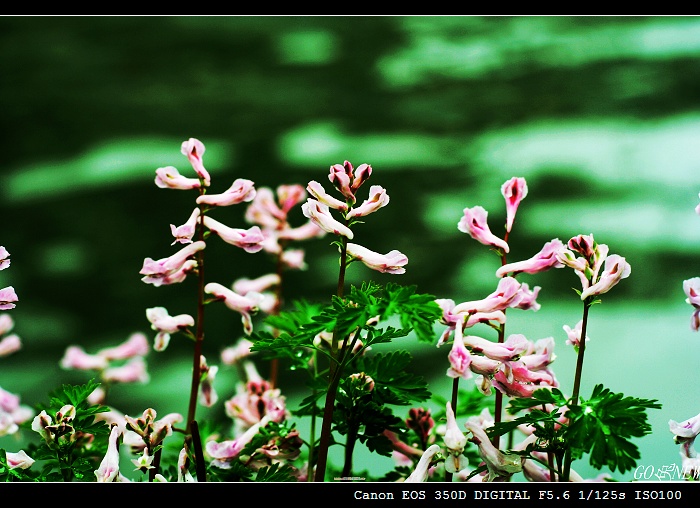 花花草草 摄影 GO兔NEW