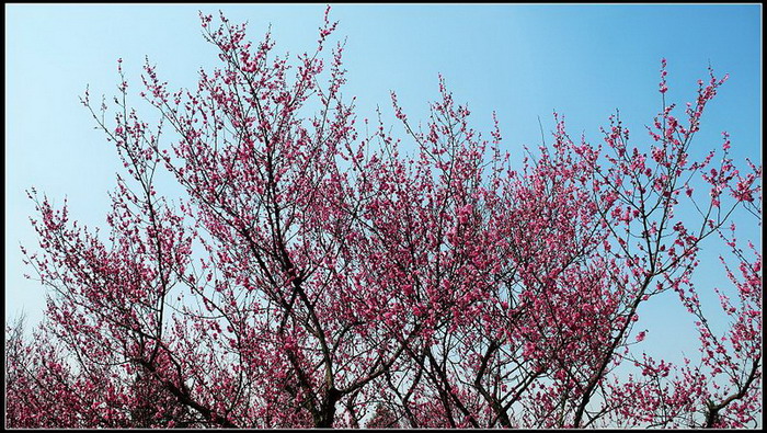 梅花开了 摄影 叶青春