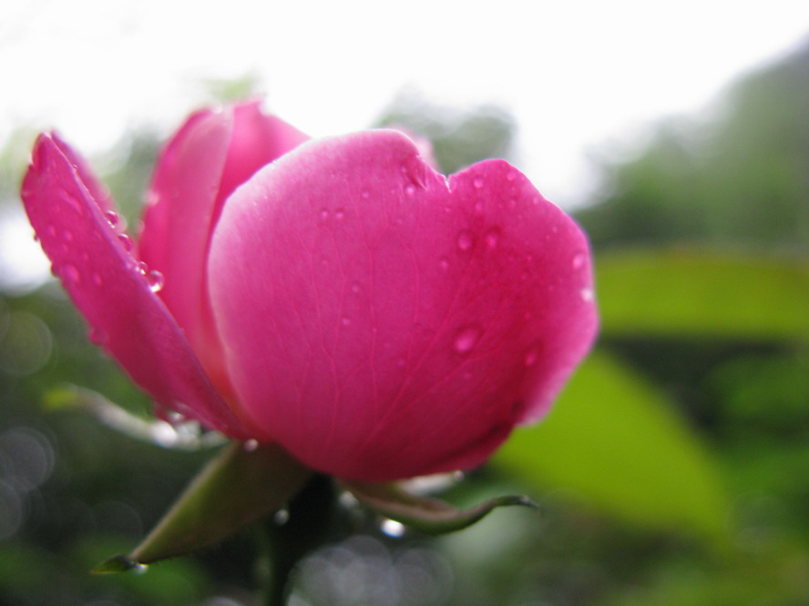 雨花 摄影 夜雨花仙