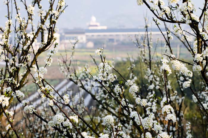 李子花开 摄影 景色