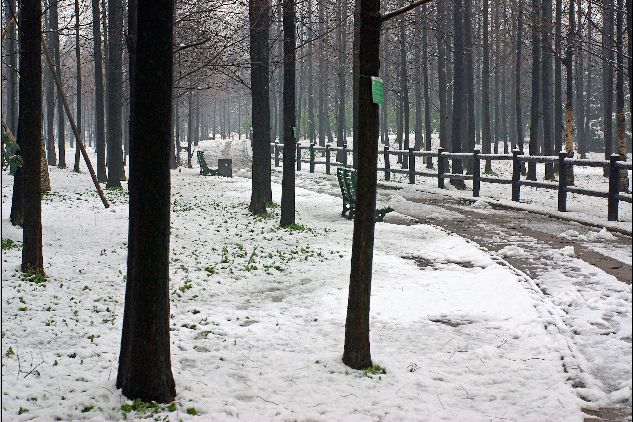 你那里下雪了吗~ 摄影 清清哟