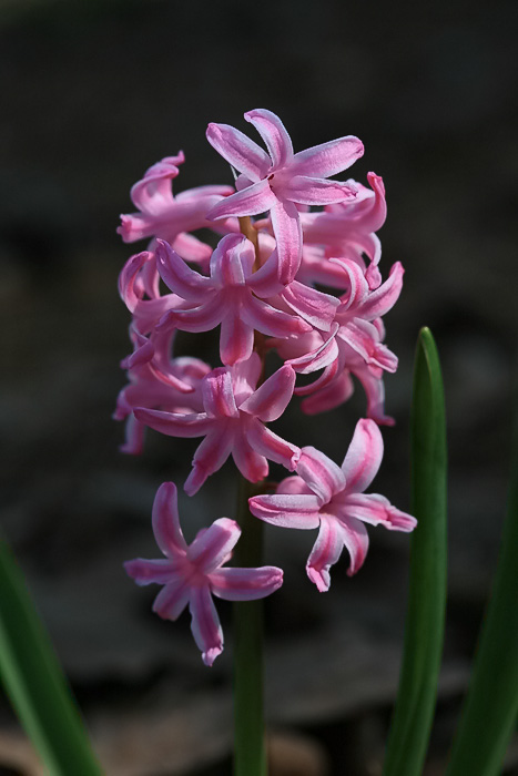 风信子花-Giant Hyacinths 摄影 ysman