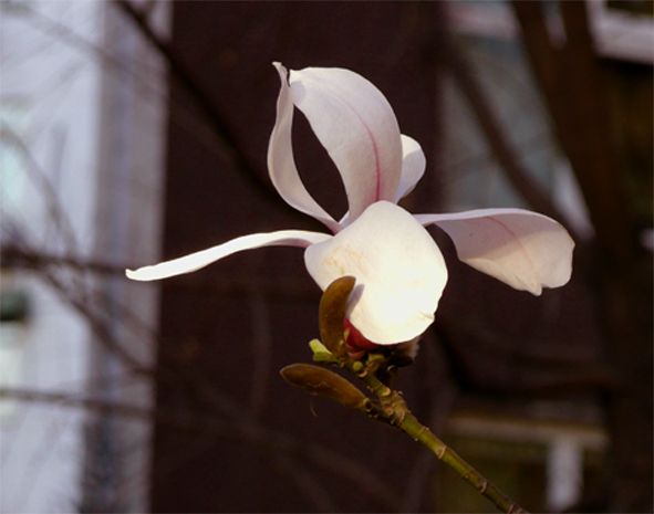 玉兰花开 摄影 mingyue