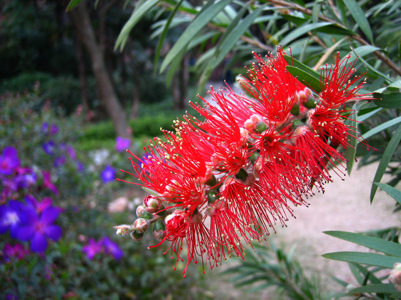 请教花名 摄影 xiaotianshi