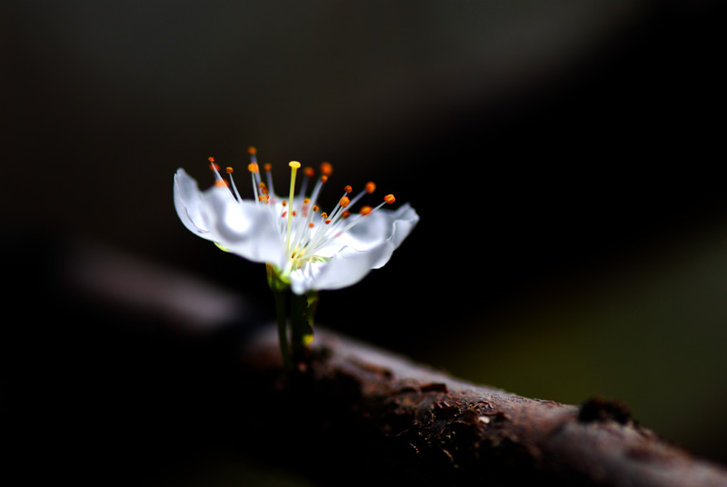 水晶花 摄影 divinity