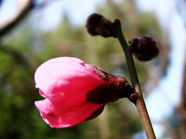 桃花3 摄影 平安