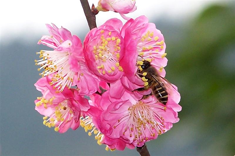 花开蜂自来 摄影 天地山水