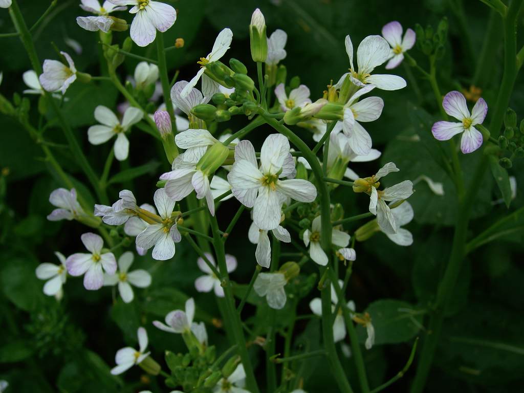 油菜花 摄影 笑对人生-2