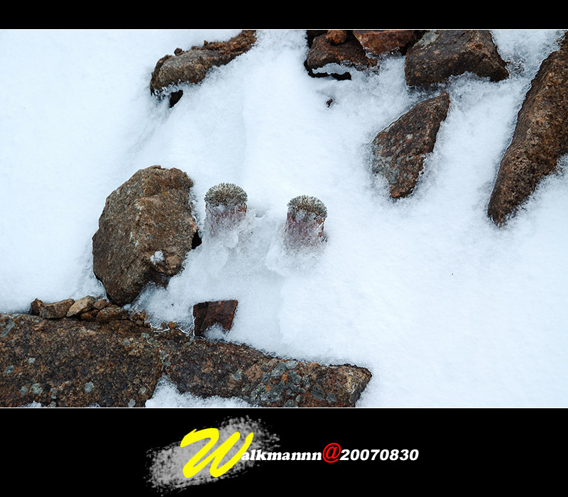 冰天雪莲 摄影 逸夫