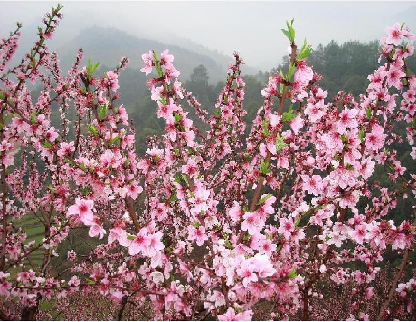 桃花朵朵开 摄影 华夏天骄