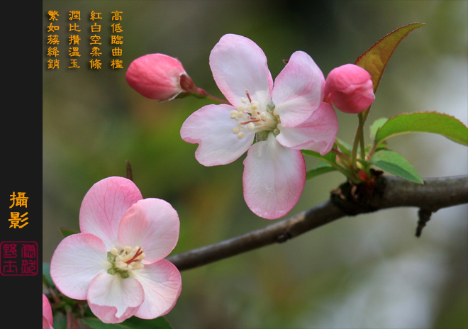 海棠花 摄影 悠然野士