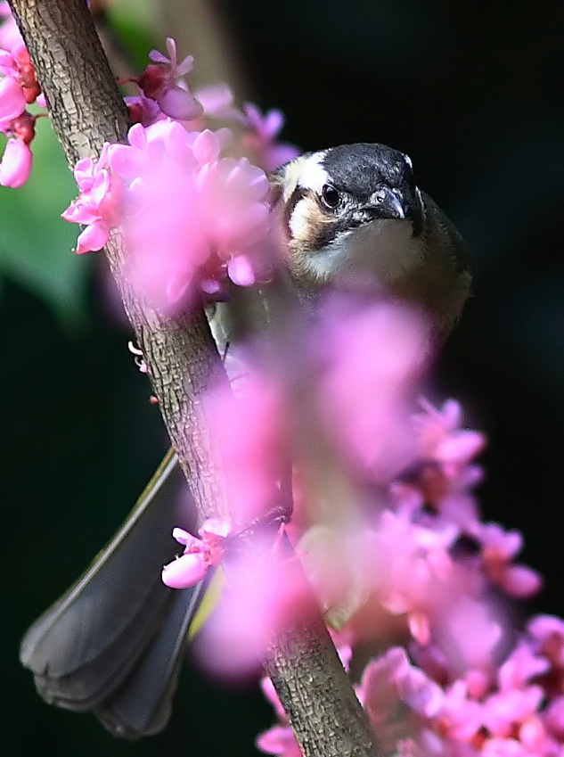 护花使者 摄影 kuankuo