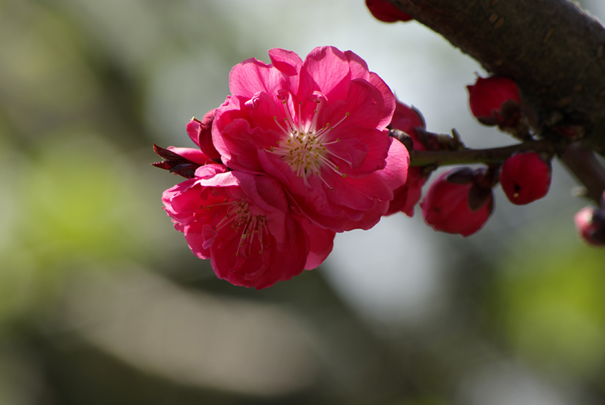 桃花 摄影 水采田和