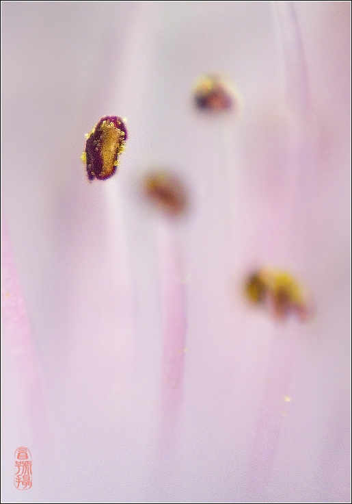 花芯 摄影 冒号