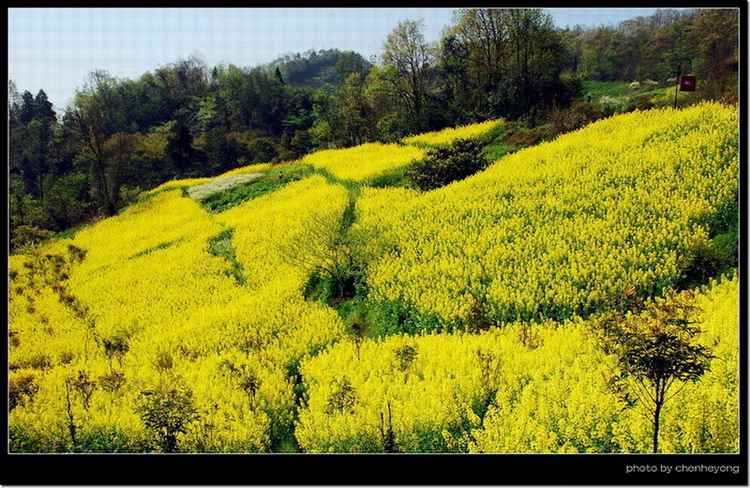 菜花烂漫时 摄影 chenheyong