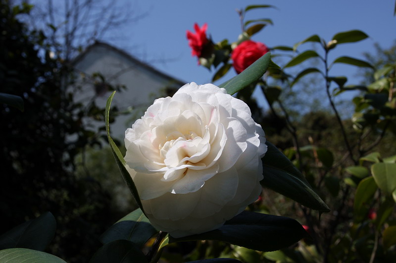 花 摄影 平安无事