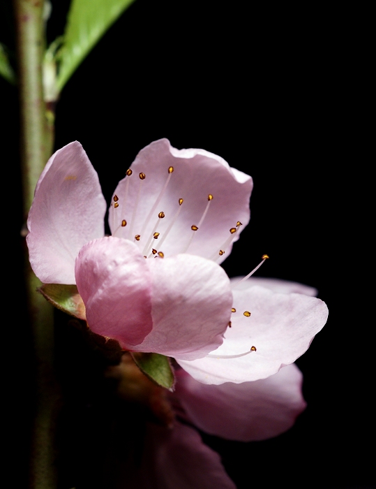 桃花微距 摄影 石屋主人