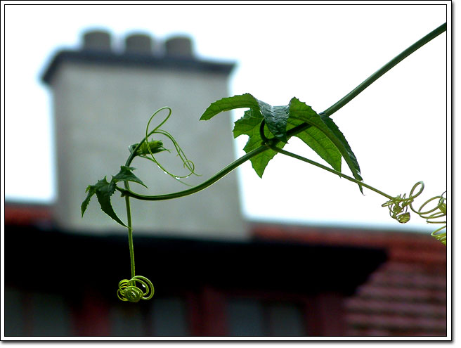 春　雨 摄影 城北一只猴