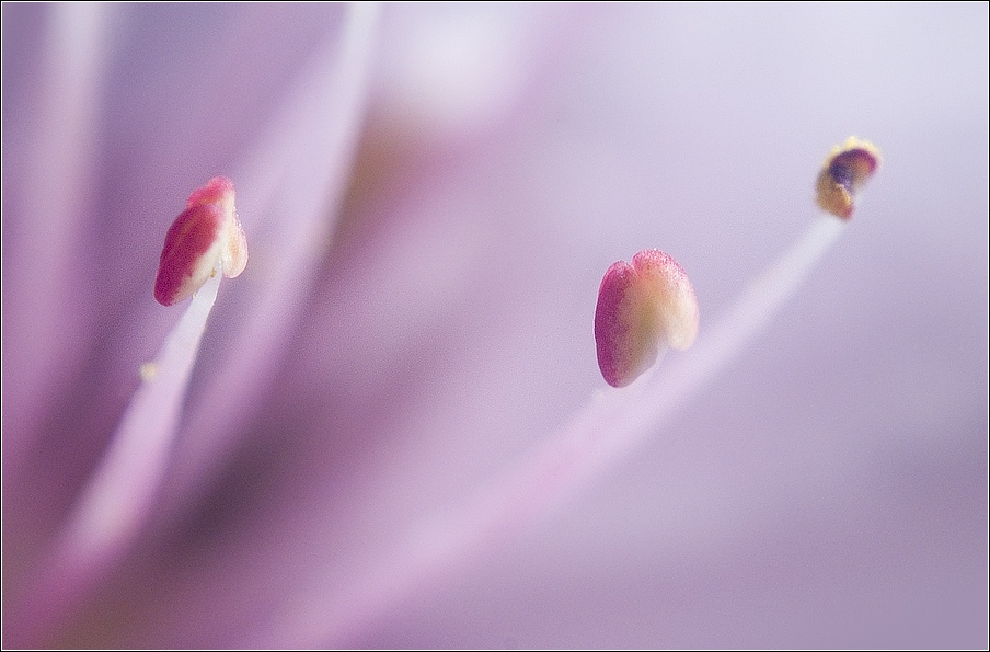 花芯 摄影 冒号