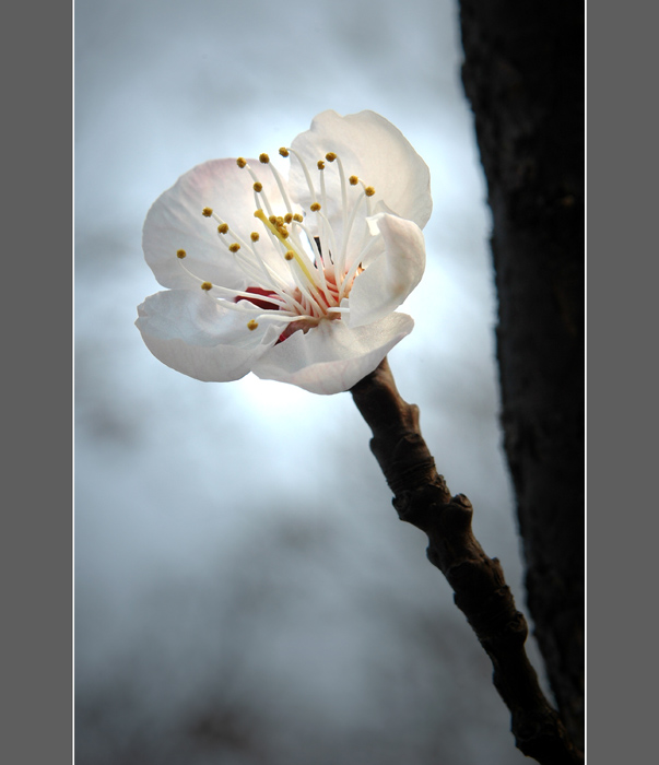 花开时节----桃花 摄影 加农