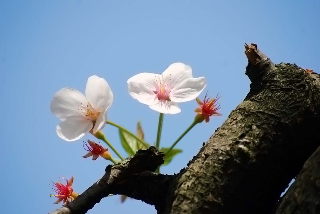 三月樱花开 摄影 鸡蛋炒噶噶