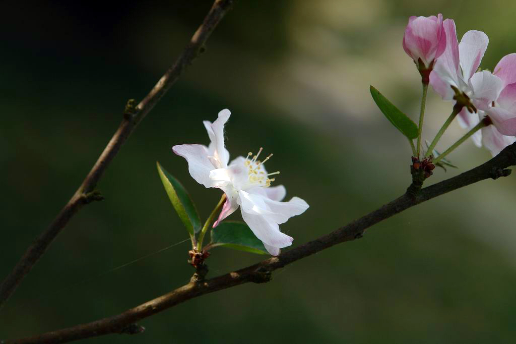 樱花 摄影 小Q