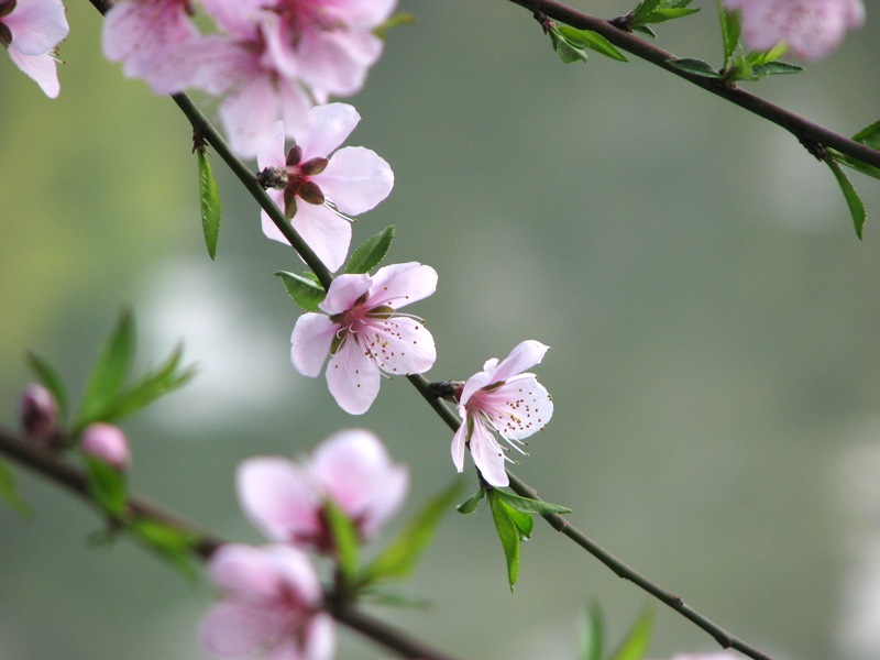 春天桃花开 摄影 溢香兰