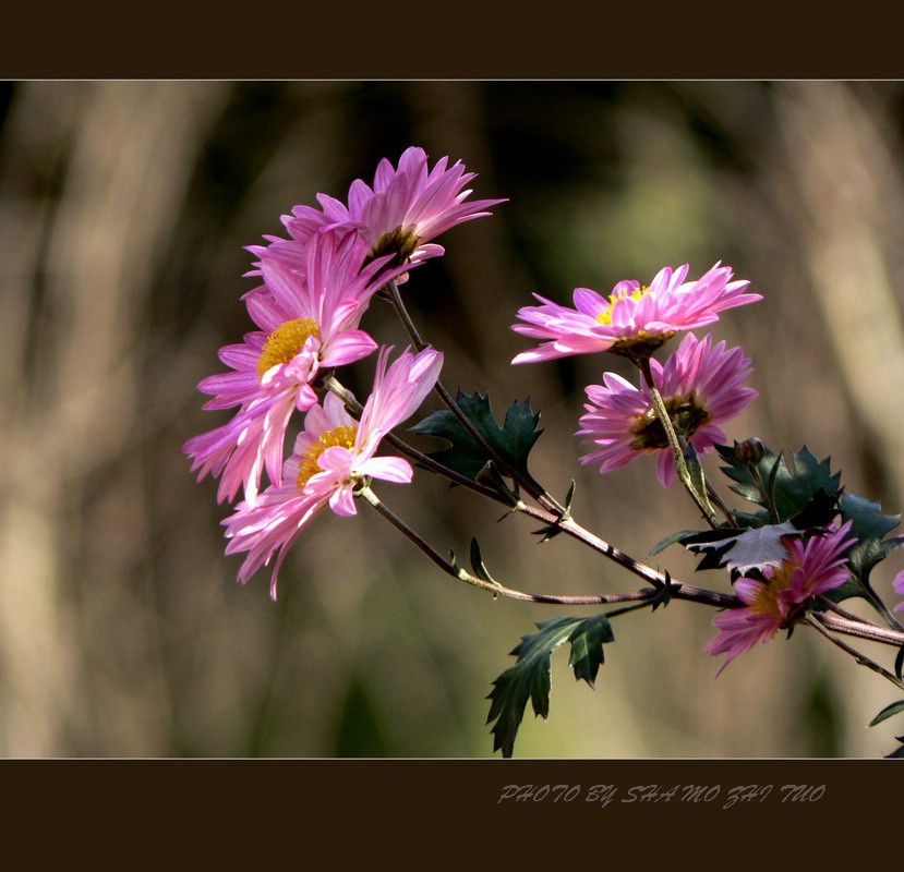 《菊花》系列——小菊花 摄影 沙漠之驼