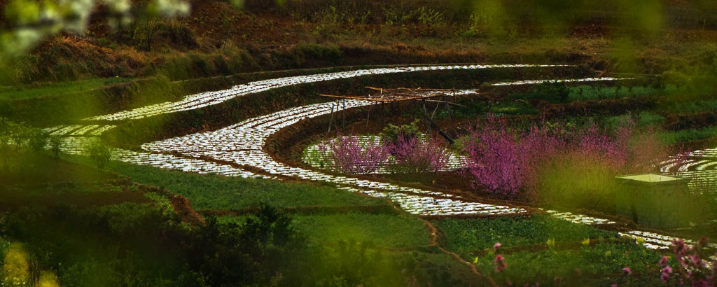 春雨 摄影 jy老嘎