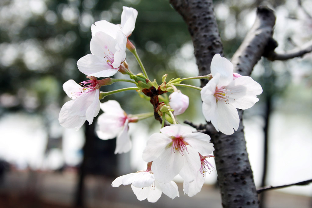 武汉梨园的樱花 摄影 kinki