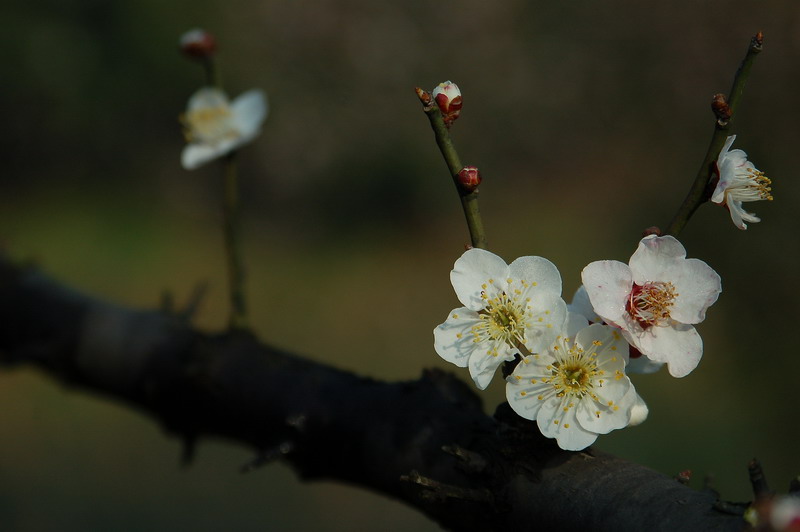 不同桃李混芳尘 摄影 桐乡老年大学