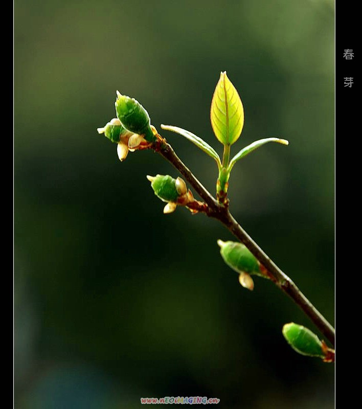 春芽 摄影 老树新芽