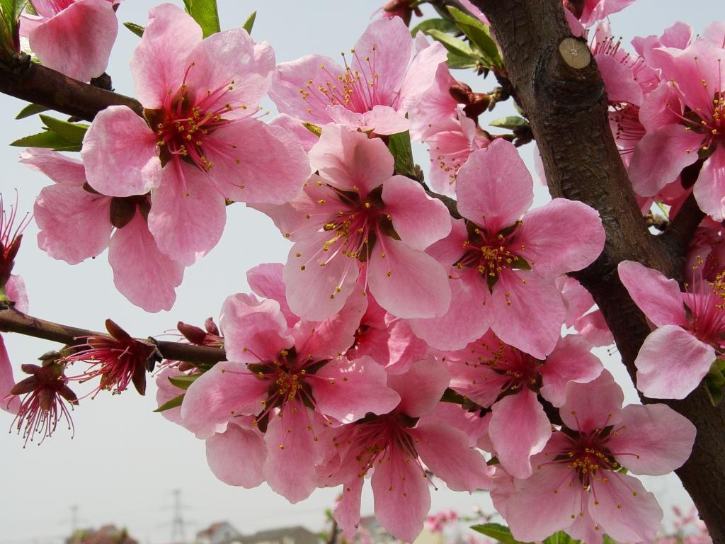 三月春风桃花红 摄影 俗人