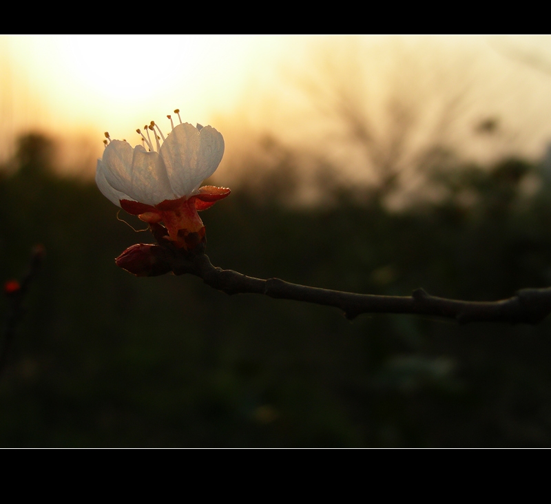 黄昏的花 摄影 yuren