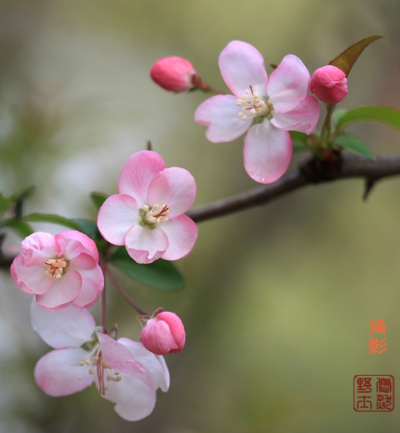 垂丝海棠 摄影 悠然野士