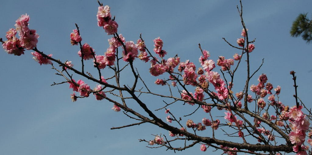 梅花 摄影 东弋