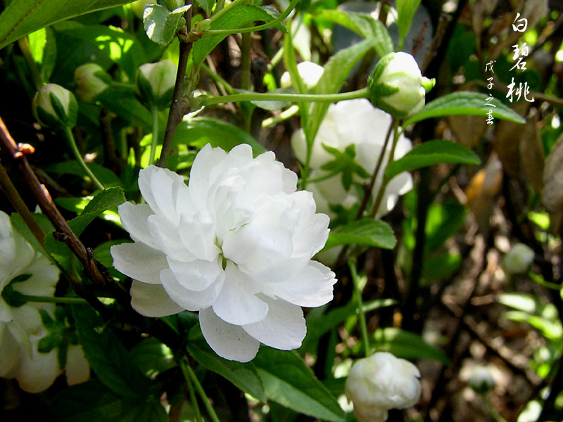 白碧桃花 摄影 晋风