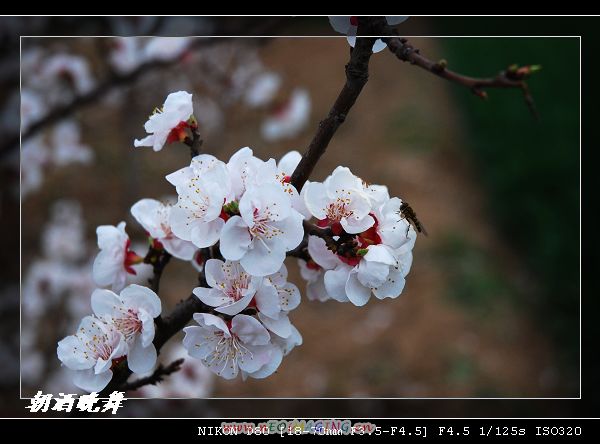 樱花 摄影 朝酒晚舞